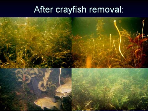 (Un lago, después de la retirada de una especie invasiva: el ecosistema revive.) (Foto: Steve Carpenter, University of Wisconsin-Madison)