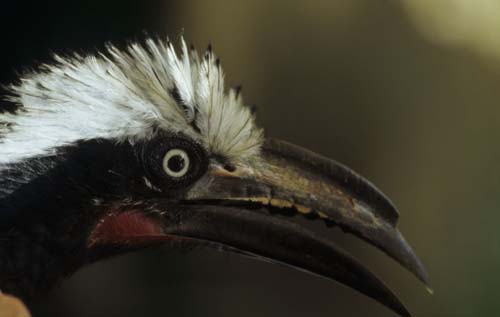 (Este pájaro podría perder la mitad de su hábitat en 2100.) (Foto: Walter Jetz, UC San Diego)