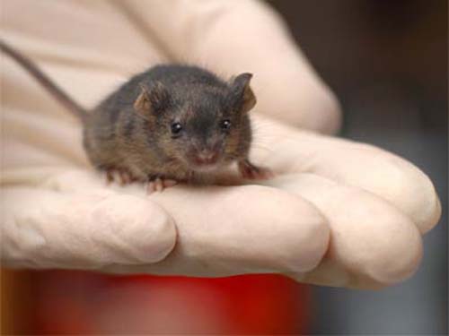 (Este ratón consta, en parte, de fibroblastos reprogramados que han contribuido a todos los tipos de tejido y células.) (Foto: Sam Ogden)