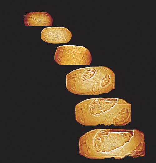 (La secuencia muestra cómo salen las células vegetativas.) (Foto: LLNL)
