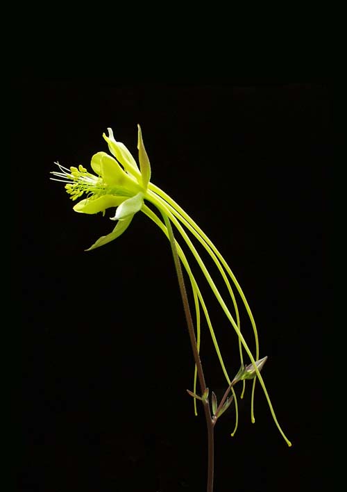(Esta flor posee el espolón nectario más largo de su género.) (Foto: Scott Hodges, UCSB)