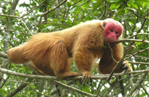 (Un mono macho uakari.) (Foto: Ohio U.)