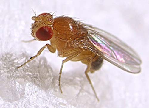 (Drosophila melanogaster.) (Foto: Cornell U.)