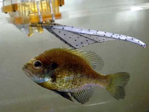 (El prototipo de aleta, junto al pez Lepomis macrochirus.) (Foto: Donna Coveney)
