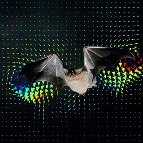 (Un murciélago de la especie Glossophaga soricina, en el interior de un túnel de viento, en Suecia.) (Foto: Lund University, Sweden)