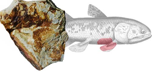 (El fósil del celacanto, Shoshonia arctopteryx, de 400 millones de años.) (Foto: Matt Friedman)