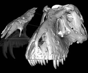 (Un cráneo de tiranosaurio.) (Foto: U. Alberta)