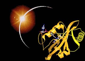 (La proteína Vivid es fundamental en el reloj circadiano.) (Foto: Cornell U.)