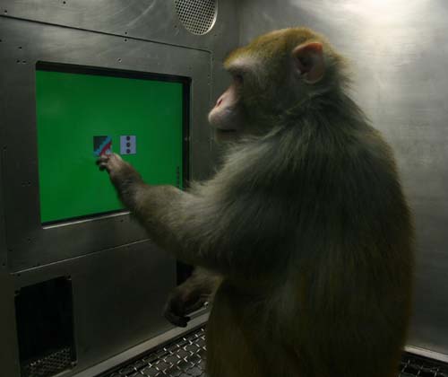 (Un mono rhesus elige entre imágenes al tocar la pantalla de un monitor.) (Foto: Herbert Terrace/Columbia University)