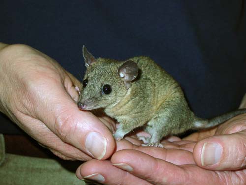 (Una zarigüeya gris de rabo corto.) (Foto: Paul Samollow, Southwest Foundation for Biomedical Research, San Antonio)