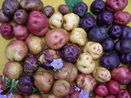 (Patatas de varios orígenes.) (Foto: David Spooner)