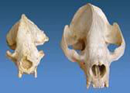 (Comparativa de cráneos de pandas gigantes actuales y pigmeos.) (Foto: U. Iowa)