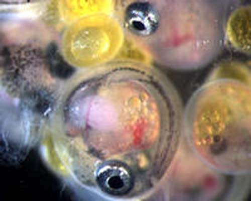 Embriones de un pez de la especie Poeciliopsis prolifica.) (Foto: Michael O’Neill)