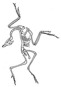 (En esta postura quedó, al morir, este espécimen de Archaeopteryx.) (Foto: UC Berkeley)