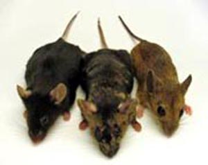 (De izquierda a derecha, el Mus musculus, la quimera y el Apodemus sylvaticus.) (Foto: Bruce Lahn)