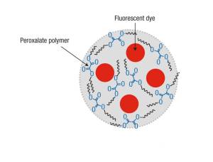 (La nanopartícula contiene un tinte fluorescente.) (Foto: GIT)
