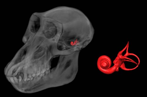 (Reconstrucción por ordenador de un cráneo de babuino hembra, mostrando la posición del oído interno y sus canales.) (Foto: Alan Walker lab, Penn State)