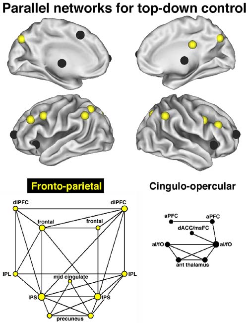 (El esquema muestra las dos redes de control neural.) (Foto: WUSTL)