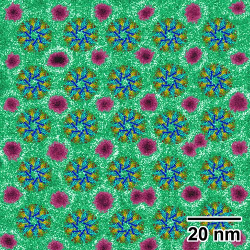 (Micrografía que muestra una capa individual de estructuras enzimáticas espaciadas de manera uniforme con nanopartículas de oro -en magenta-.) (Foto: BNL)