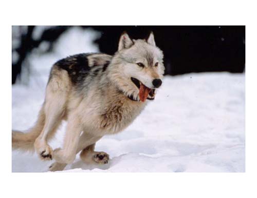 (Un lobo de Yellowstone.) (Foto: Barry O'Neill)