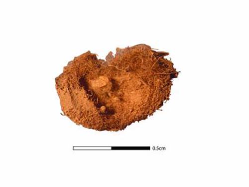 (Una cáscara de cacahuete de hace 7.600 años de antigüedad.) (Foto: Tom Dillehay)