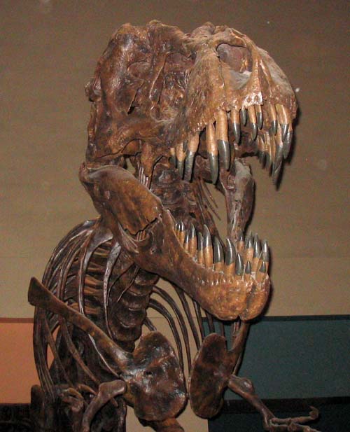 (Esqueleto de un tiranosaurio.) (Foto: Wikipedia)