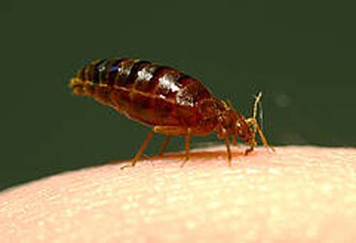 (Los invertebrados tienen un sistema inmunológico complejo.) (Foto: ESF)