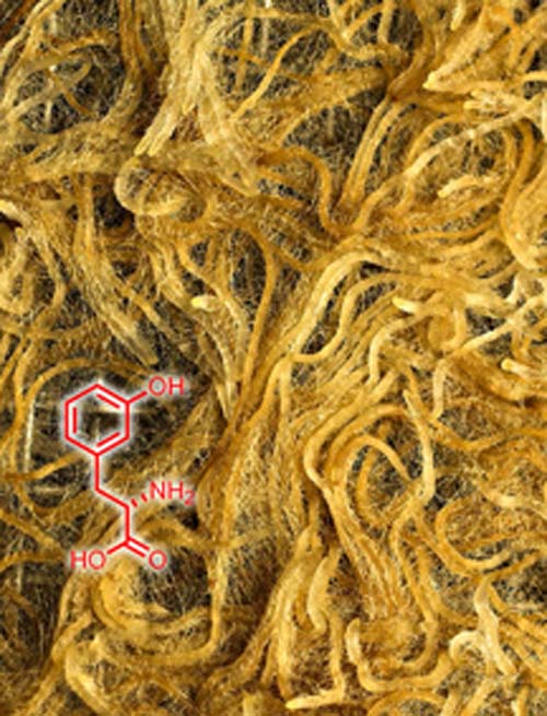 (Las raíces de esta planta exudan un material amarillo que contiene metatirosina.) (Foto: Frank Schroeder)